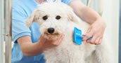 Posgrado Peluqueria Canina Profesional